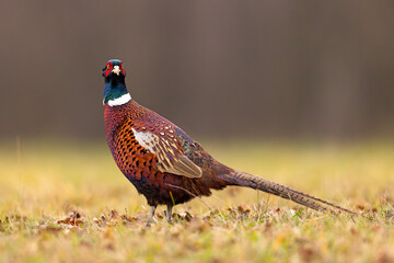 Bażant (Phasianus colchicus)