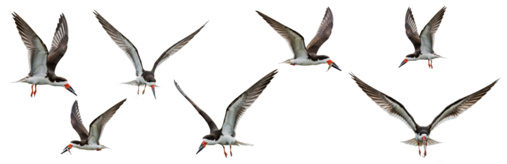 Black Skimmer (Rynchops niger) flight sequence, seven birds, flapping wings, soaring, hunting, seabird, black and white plumage, red beak, wildlife action, isolated on white.