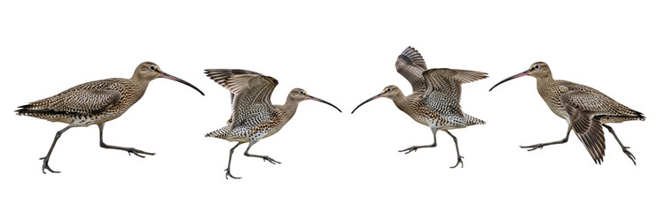 Eurasian Curlew (Numenius arquata) walking sequence, four birds, flapping wings, long curved beak, brown plumage, shorebird, motion, isolated on white.