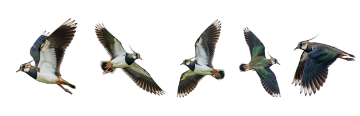 Northern Lapwing (Vanellus vanellus) flight sequence, five birds, flapping wings, soaring, iridescent plumage, crest, wildlife action, isolated on white.