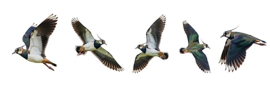 Northern Lapwing (Vanellus vanellus) flight sequence, five birds, flapping wings, soaring, iridescent plumage, crest, wildlife action, isolated on white.