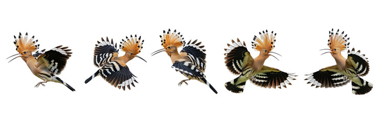 Eurasian Hoopoe (Upupa epops) flight sequence, five birds, flapping wings, crest display, orange plumage, zebra stripes, wildlife motion, isolated on white. © Sameenaty
