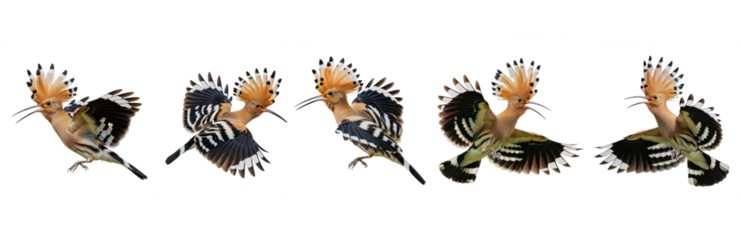 Eurasian Hoopoe (Upupa epops) flight sequence, five birds, flapping wings, crest display, orange plumage, zebra stripes, wildlife motion, isolated on white.