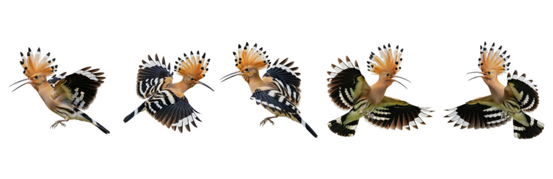 Eurasian Hoopoe (Upupa epops) flight sequence, five birds, flapping wings, crest display, orange plumage, zebra stripes, wildlife motion, isolated on white.