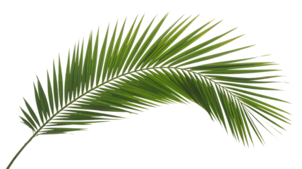 A single vibrant green palm leaf frond isolated on a solid black background