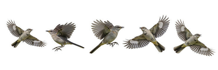 Northern Mockingbird (Mimus polyglottos) flight sequence, five birds, flapping wings, soaring, landing, gray plumage, white wing patches, wildlife action, isolated on white. © NunoMendes