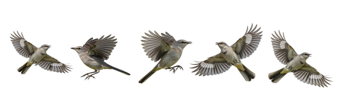 Northern Mockingbird (Mimus polyglottos) flight sequence, five birds, flapping wings, soaring, landing, gray plumage, white wing patches, wildlife action, isolated on white.