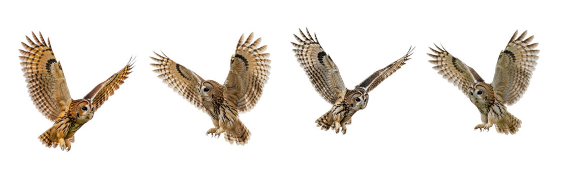 Barn Owl Tyto alba isolated on white, collection of five birds flying and landing with wings spread nocturnal raptor wildlife bird of prey set collage