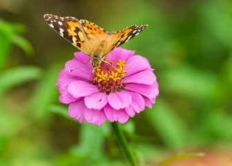 Butterfly and bee sitting on a pink flower 