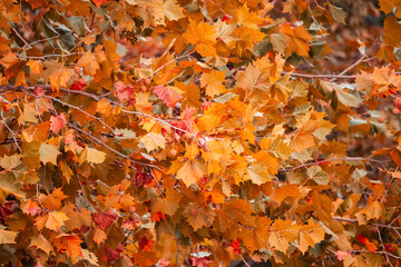 autumn leaves background