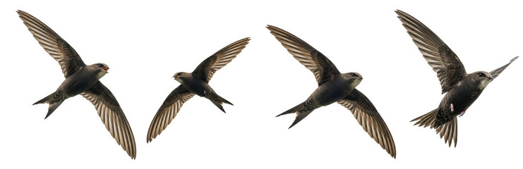 Obraz premium Barn Swallow Hirundo rustica isolated on white, four birds flying soaring wings spread collection wildlife nature songbird set collage cutout