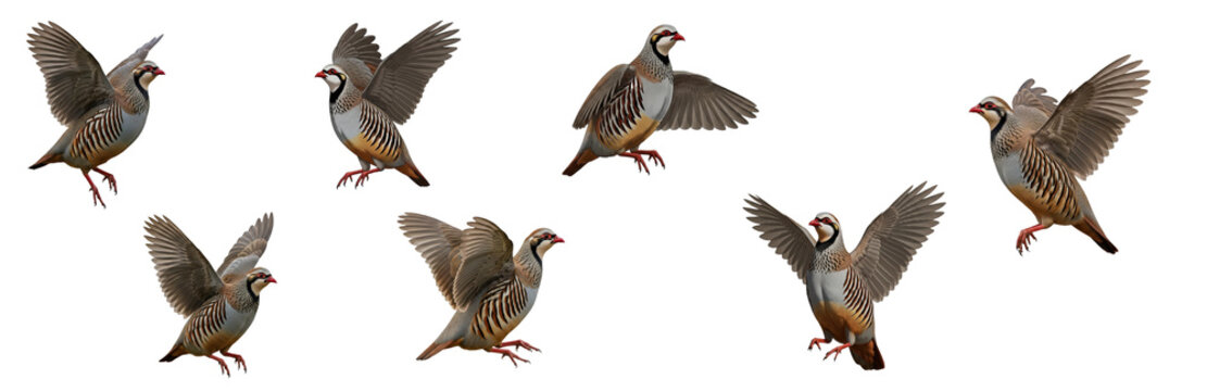 Chukar Partridge Alectoris chukar isolated on white, seven birds flying landing wings spread collection game bird wildlife nature set collage photography