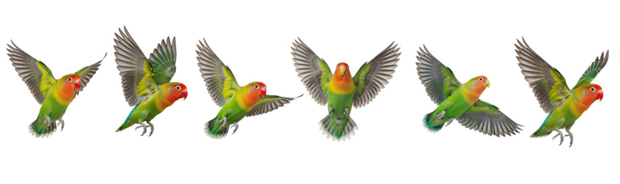 Fischer's Lovebird Agapornis fischeri isolated on white, six birds flying landing wings spread colorful parrot plumage collection wildlife nature bird set collage