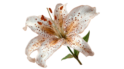 Elegant Tiger Lily on Transparent Background