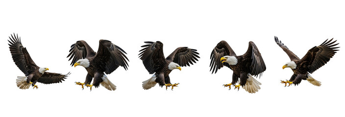 Bald Eagle Haliaeetus leucocephalus isolated on white, five birds flying landing diving wings spread predator collection wildlife raptor bird of prey set collage