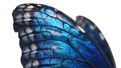 Macro Blue Butterfly Wing Isolated