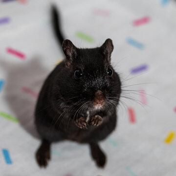 Black Mongolian gerbil square crop