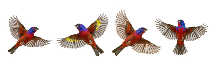 Obraz premium Painted Bunting Passerina ciris isolated on white, four birds flying landing wings spread colorful songbird plumage wildlife nature bird set collection collage