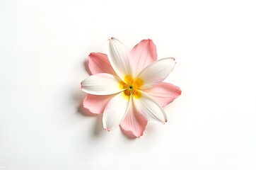 Obraz premium Pink Flower on White Background