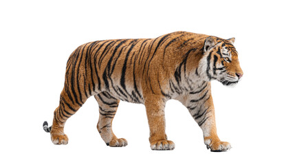 Obraz premium Tiger isolated on transparent background
