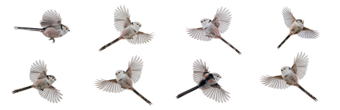 Set Of Flying Long-tailed Tit Bird isolated on transparent background, Long-tailed Tit (Aegithalos caudatus) PNG 