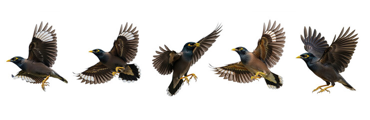 Set Of Flying Common myna Bird isolated on transparent background  (Acridotheres tristis) PNG 