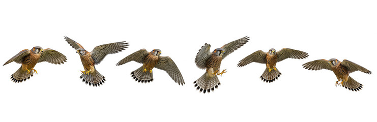 Set Of Flying Kestrel Bird in Various Poses isolated on transparent background, Kestrel Bird PNG  