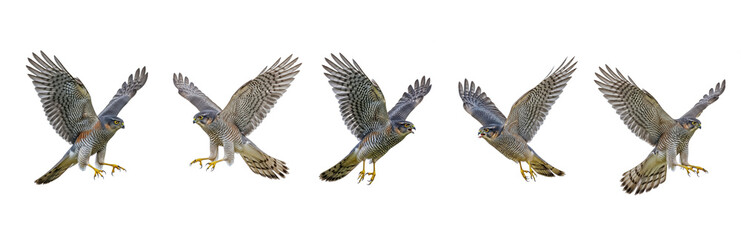 Set Of Flying Eurasian sparrowhawk (Accipiter nisus)  isolated on transparent background, PNG 
