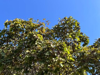 Acer platanoides (Norway maple) foliage against a clear blue sky, showcasing vibrant green leaves in natural sunlight, capturing the beauty of this ornamental deciduous tree.