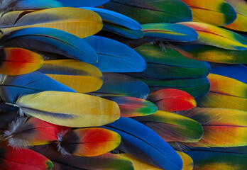 colorful parrot feathers