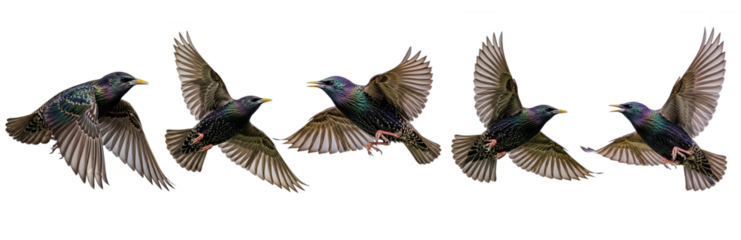 Set Of Flying European Starling Bird isolated on transparent background, European Starling, Sturnus vulgaris) PNG File 