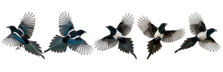 Set Of Magpie Bird Flying In Different Poses isolated on transparent background, PNG ,Eurasian Magpie, Pica pica 