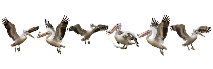 Set Of Pelican Bird In Various Positions isolated on transparent background, Pelican Bird PNG 