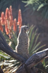 meerkat at sunset