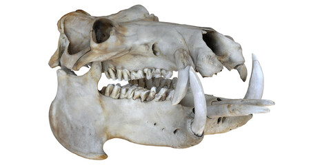 Naklejka premium Warthog skull showcasing its large tusks