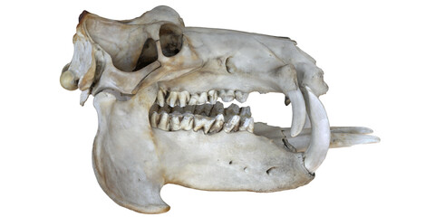Detailed View Hippopotamus Skull 