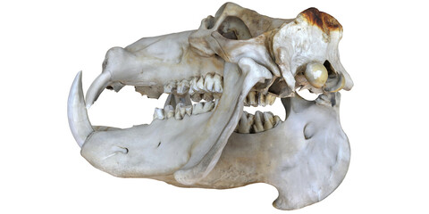 Detailed view of a wild animal skull