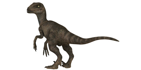 Velociraptor dinosaur in a dynamic pose