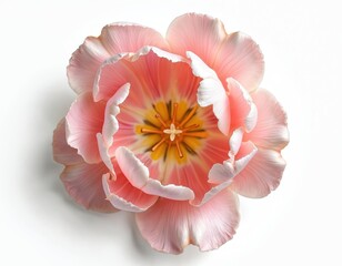 Close up of pink tulip flower top view on white background. Delicate petals unfurl, revealing vibrant stamen and pistil. Perfect for spring, love, or beauty themes.