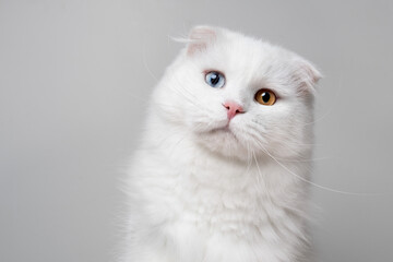 Fototapeta premium Portrait of a curious white Scottish Fold cat with odd eyes, tilting her head to the side and looking into the camera.