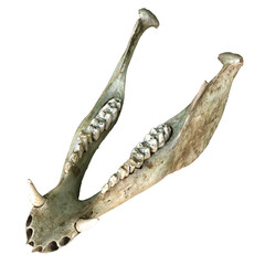 Fototapeta premium Animal jawbone with teeth on white background.