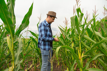 Young agronomist examines corn on agricultural land. Farmer in a corn field on a summer day.