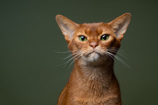 portrait of a purebred abyssinian cat with green eyes and protruding teeth looking at camera on green background with copy space