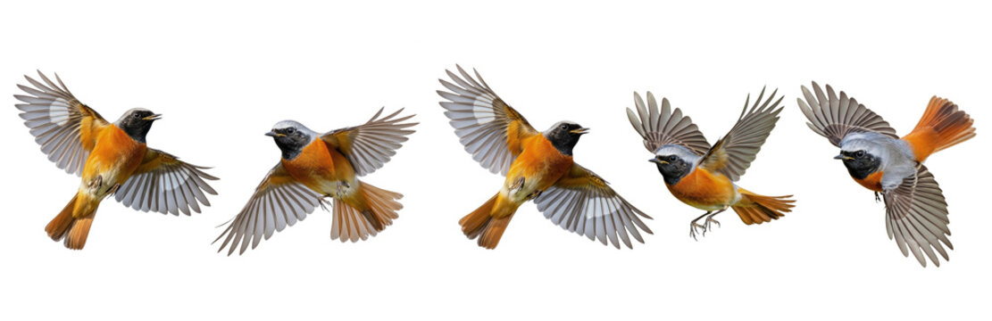 Set Of A Common redstart Phoenicurus phoenicurus bird songbird Flying In various poses isolated on transparent background, PNG 