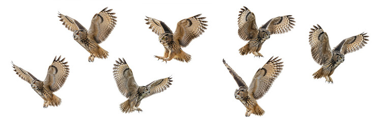 Fototapeta premium Set Of Flying Owl isolated, Turkmenia Eagle owl, owl flying in various poses PNG