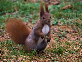 squirrel in the park