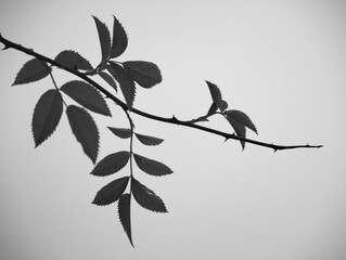 black white leaves