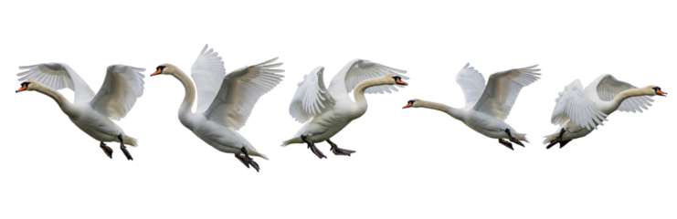 Set Of Swans with different positions isolated on transparent background, Swans PNG 