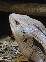 close up of a lizard