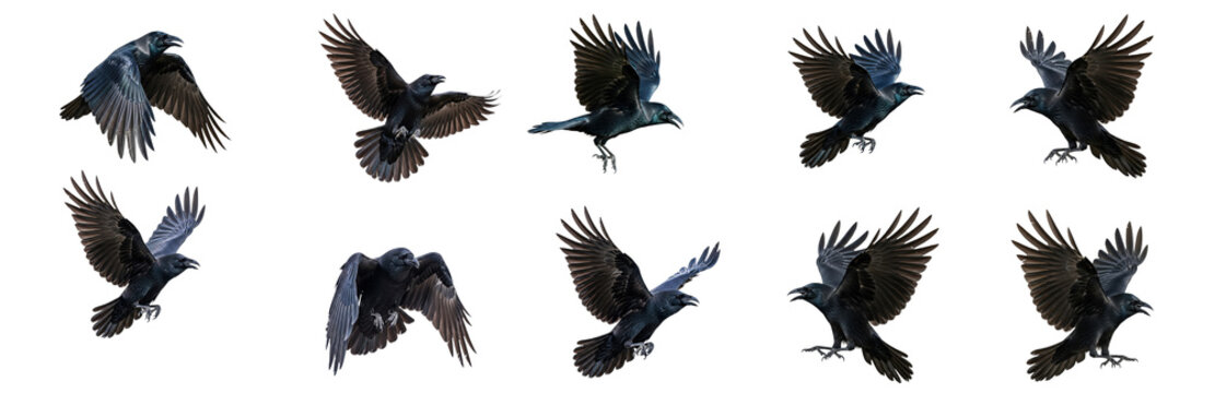 Set Of Bird carrion crow in various poses isolated, raven, Black Crow Flying PNG